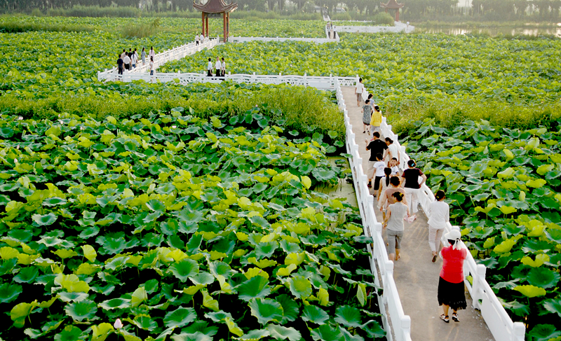 荷花荡美丽景图。