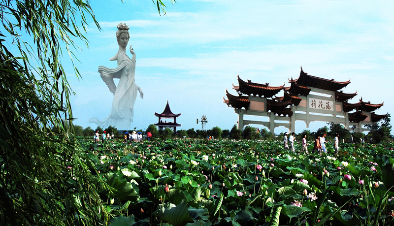 荷花荡美丽景图。